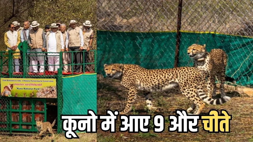 Kuno National Park Cheetahs