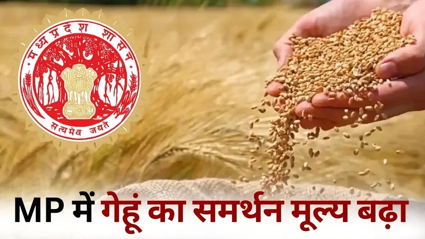 mp gehu kharidi 2026