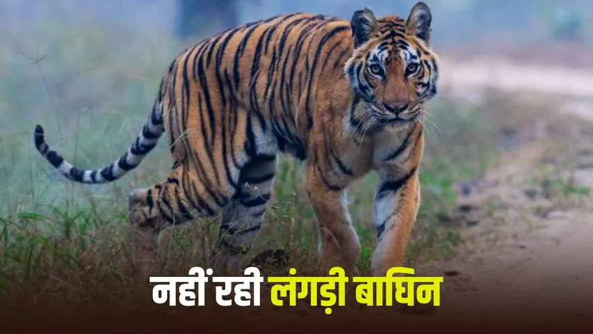 Tigress T-20 Death