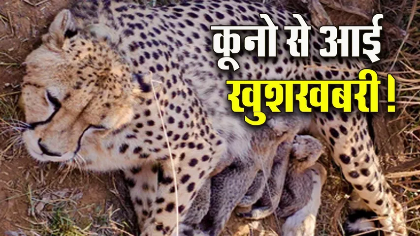 kuno national park good news cheehat jwala