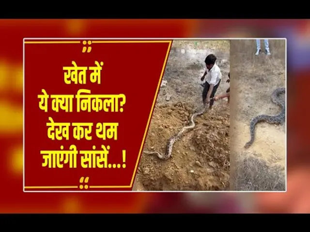 खौफ का मंजर: रायगढ़ में खेत से निकले 5 विशालकाय अजगर, देखकर कांप जाएगी रूह!