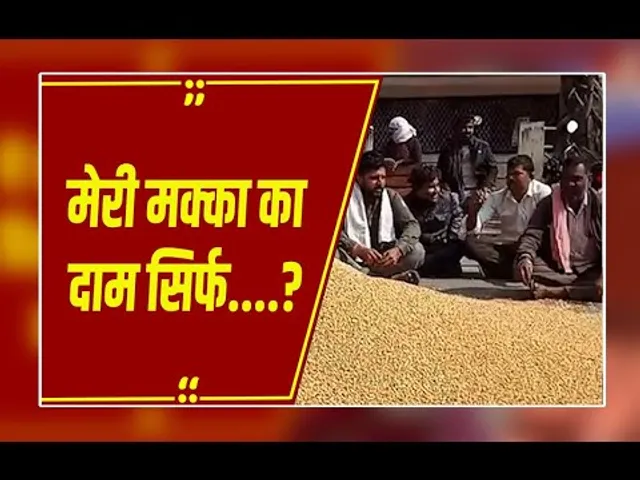 हरदा कृषि उपज मंडी में हंगामा, मक्का का कम भाव मिलने से ट्रॉली उलटकर धरने पर बैठे किसान