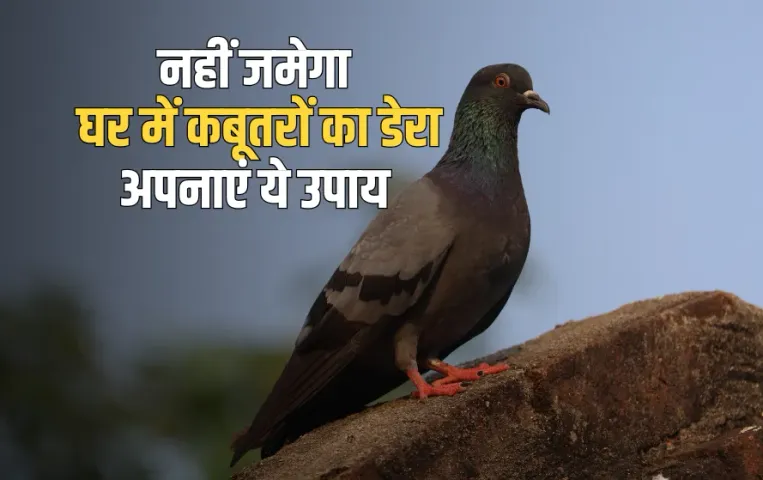 Kabootar Bhagane Ke Upay