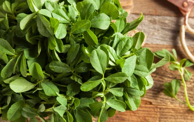 मेथी के पत्तों के फायदे: कई बीमारियों का रामबाण इलाज है ये पत्तेदार हरी सब्जी, इम्यून सिस्टम को करती है मजबूत