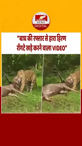 5 सेकेंड में बाघ ने किया हिरण का शिकार, देखें Live वीडियो