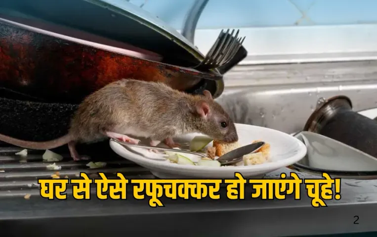 Rats Remove Tips: चूहों से हैं परेशान? तो अपनाएं ये आसान उपाए, घर से रहेंगे कोसों दूर