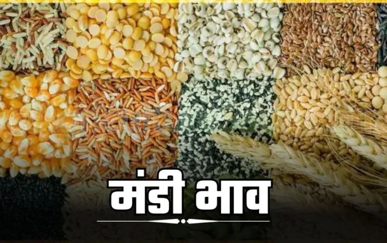 MP Mandi Bhav: लहसुन-आलू के भाव घटे, चना दाल सस्ती, जानिए ताजा मंडी भाव यहां