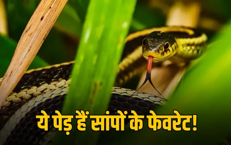 Snake Attracting Plants: बारिश में इन 6 पौधों को अपना ठिकाना बनाते हैं सांप, भूलकर भी न लगाए, भगाना होगा मुश्किल