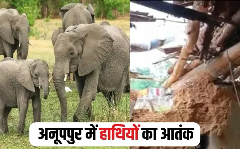 Anuppur Elephant Attack