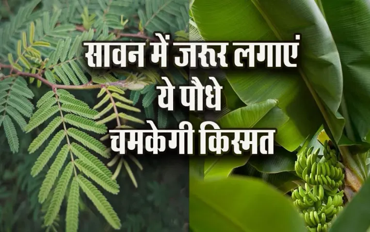Astro-Plant-Vastu-Tips-Banana-Shami-Tulsi-ka-Paudha