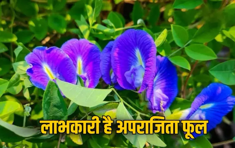 Aparajita Flower Benefits: आंखों की जलन, सिरदर्द और हाई ब्लड प्रेशर में लाभकारी है अपराजिता फूल, जानिए उपचार