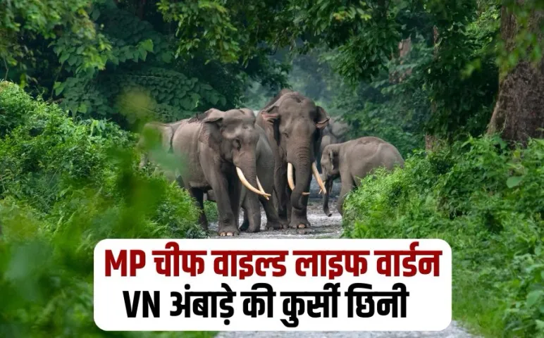 VN Ambade Transfer 10 Elephants Died Bandhavgarh Chief Wildlife Warden Shubharanjan Sen