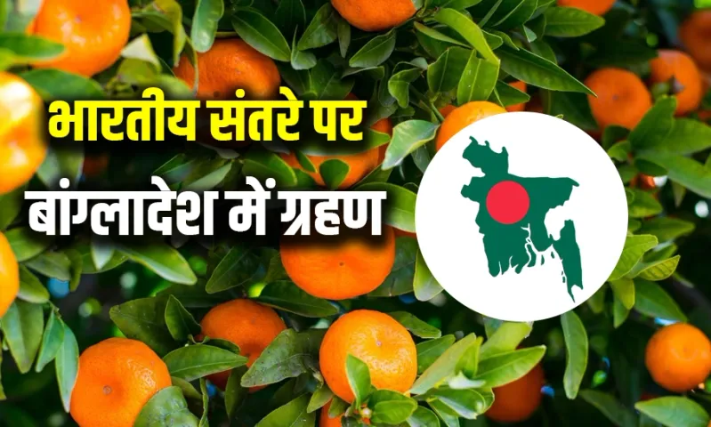 MP के संतरों की बांग्लादेश में नो एंट्री: भारत के खिलाफ विरोध में संतरों पर लगा भारी टैक्स, सरकार ने खाने से किया मना