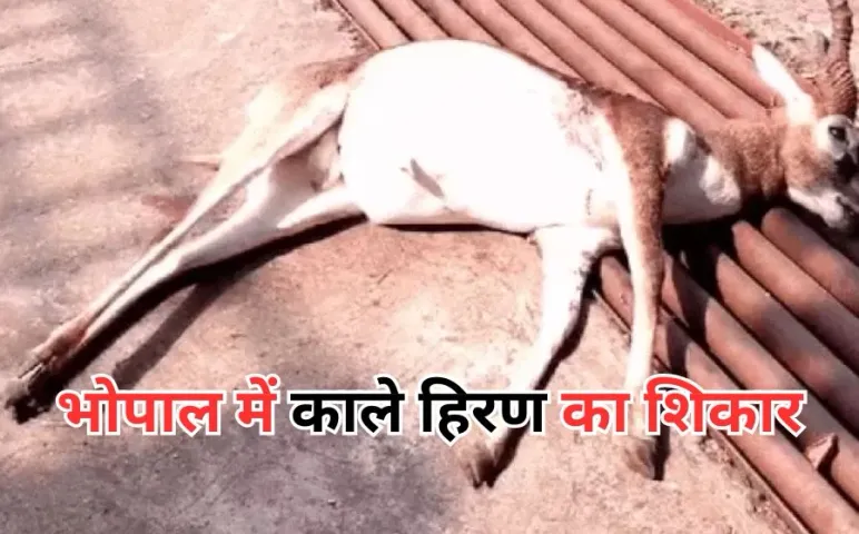 Bhopal Blackbuck News