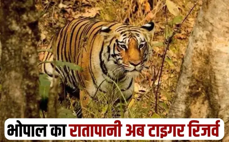 Bhopal Ratapani Tiger Reserve madhya pradesh 9 update