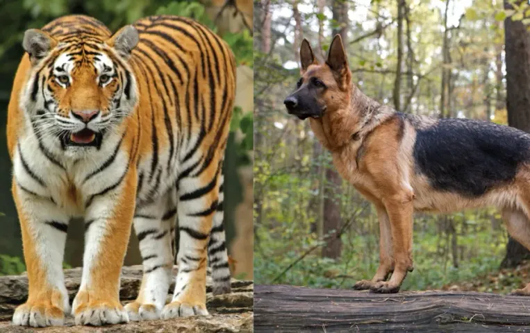 german Shepherd tiger fight