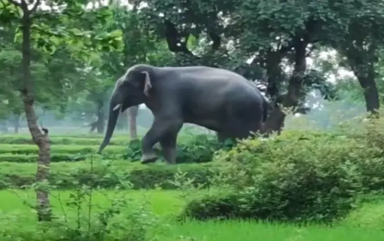 CG Elephant Death