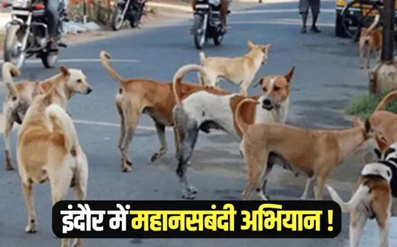 Dogs Mahanasbandi Indore Nagar Nigam 6 months project