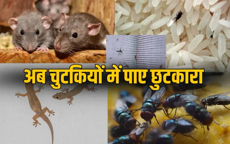 Insects Removal: घर से चुटकियों में भगाएं मक्खी, मच्छर और कीड़े, अपनाएं ये आसान घरेलू नुस्खे, मिनटों में मिलेगा छुटकारा