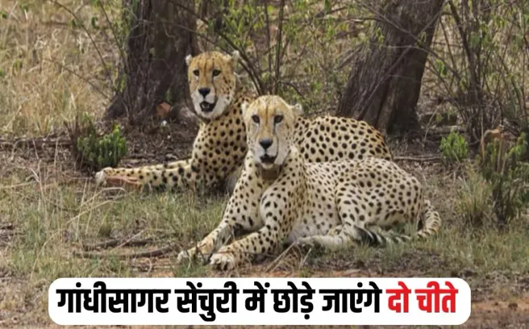Gandhisagar Cheetah Sanctuary