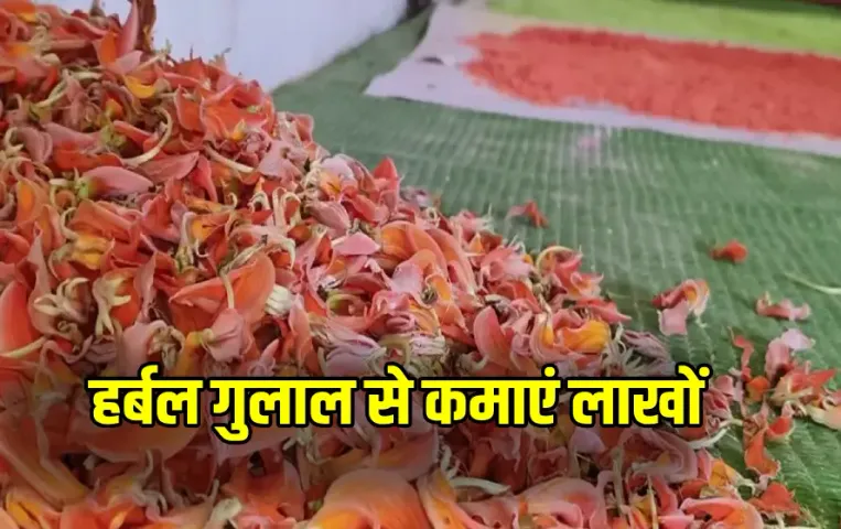 Holi 2025 Herbal Gulal