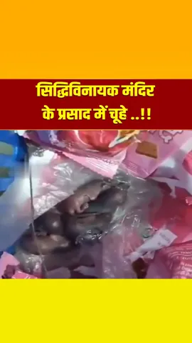 VIRAL VIDEO: मुंबई के सुप्रसिद्ध सिद्धिविनायक मंदिर के प्रसाद के पैकेट में चूहों का ये वीडियो वायरल हो रहा है।