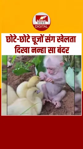 छोटे-छोटे चूजों संग खेलता दिखा नन्हा सा बंदर, Video देख चेहरे पर आ जाएगी मुस्कान!