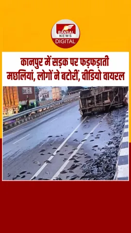 यूपी के कानपुर में अनियंत्रित होकर पलटी मछली से लदी पिकअप, ग्रामीणों ने बटोरी सड़क पर फैली मछलियां