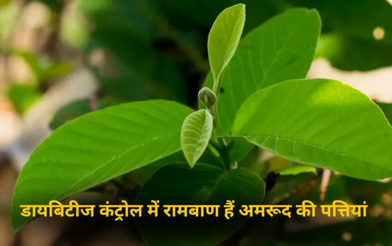 Diabetes Natural Remedy: इस पत्ती को अपनी डाइट में करें शामिल, डायबिटीज होगी  कंट्रोल, जानें लाभ