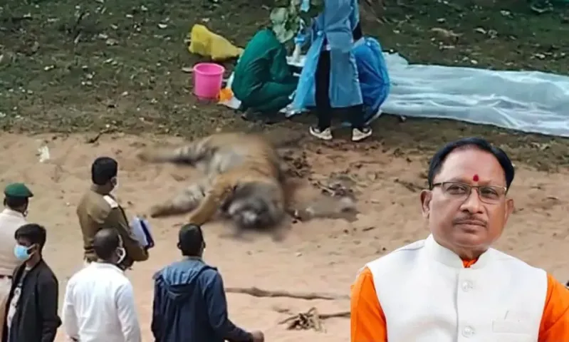 Korea Tiger Death Case