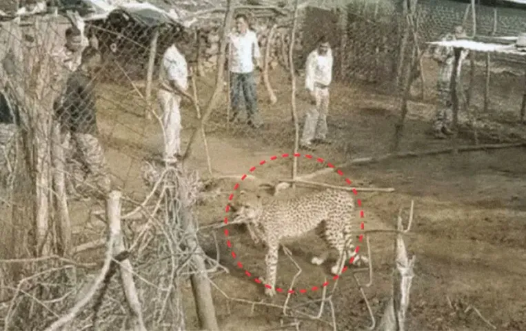 Kuno Cheetah Relocation