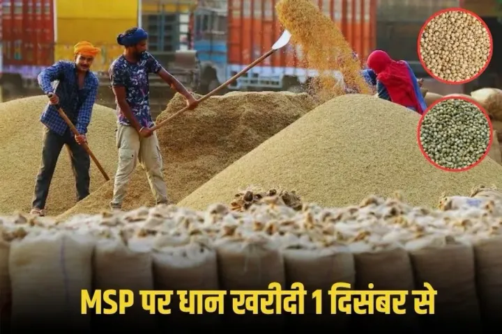 MP Dhan Kharidi 2025: 1 दिसंबर से धान खरीदी शुरू, समर्थन मूल्य पर उपार्जन नीति लागू, ज्वार और बाजरा की खरीदी इस दिन से