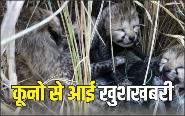 MP-Kuno-National-Park-Cheetah-Nirvah