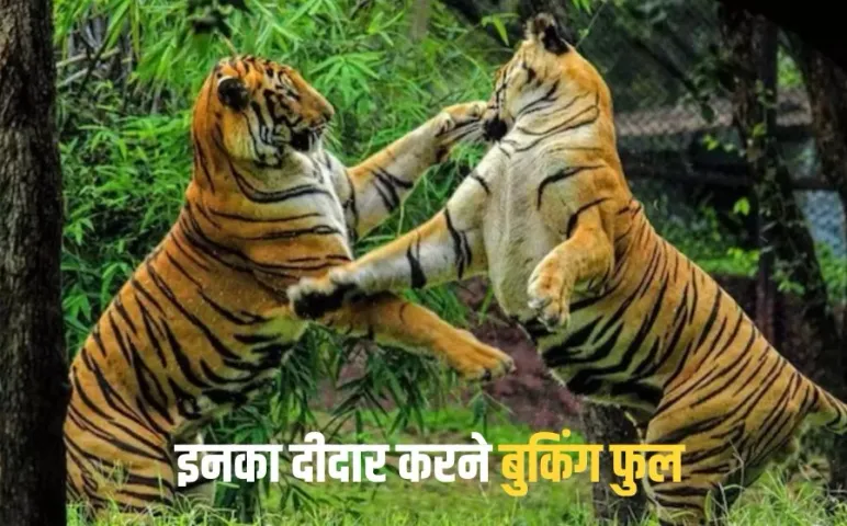 MP Tiger Reserve