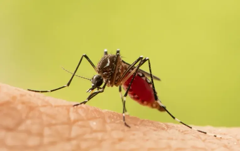 World Malaria Day 2025