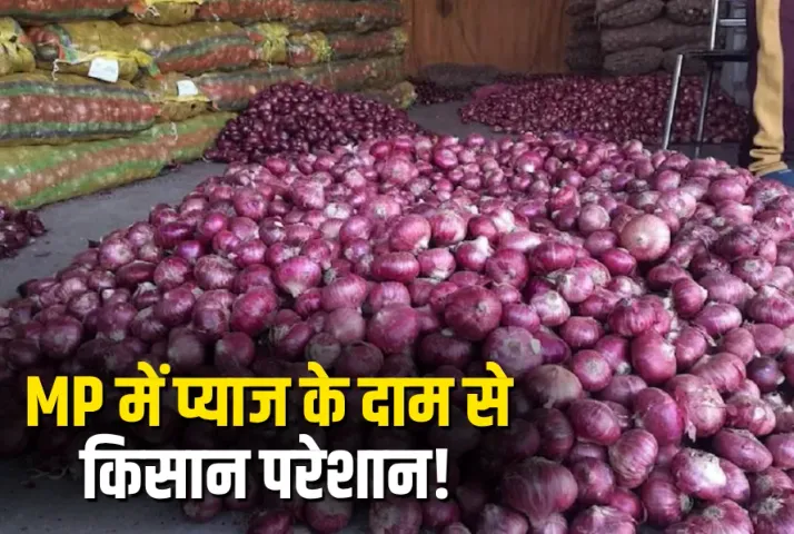 Onion Mandi Price 28 May 2025