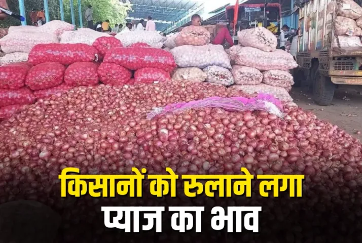 Onion Mandi Price