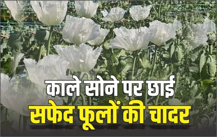 Opium Good Crop Neemuch