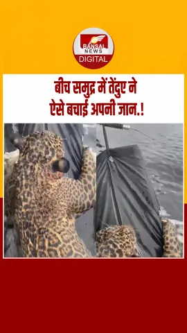 ब्राजील:  रियो नेग्रो समुद्र में घंटों संघर्ष करता रहा तेंदुआ, नाव की मैट पकड़कर बचाई जान