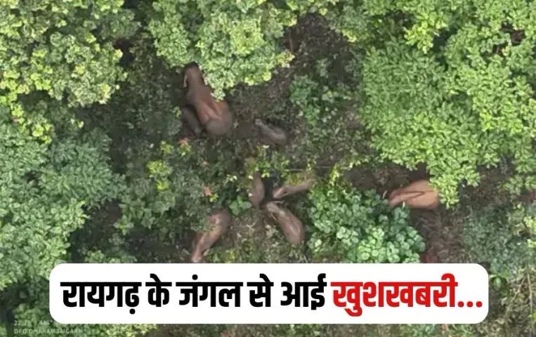 Raigarh Baby Elephant Born