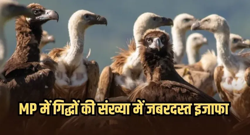 गिद्धों को रास आ रहा मध्यप्रदेश: टाइगर-चीता के स्टेट में इतनी हुई संख्या, वन विहार में सफेद पीठ वाले गिद्ध