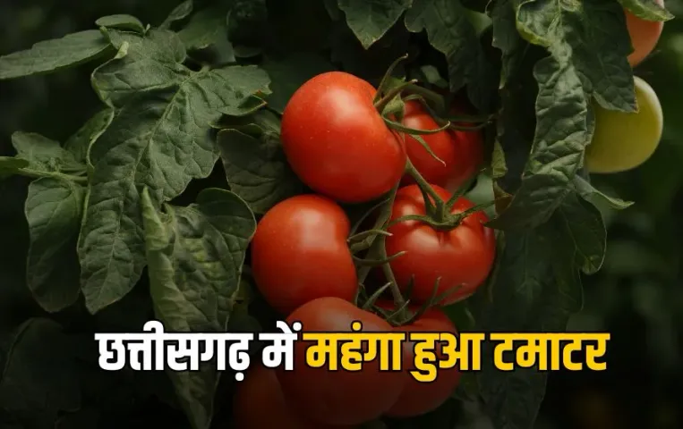 CG Tomato Price Hike