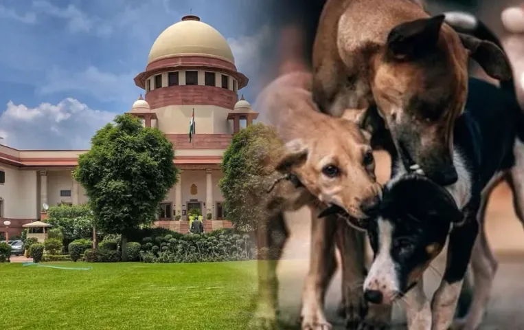 Supreme-Court-Stray-Dog