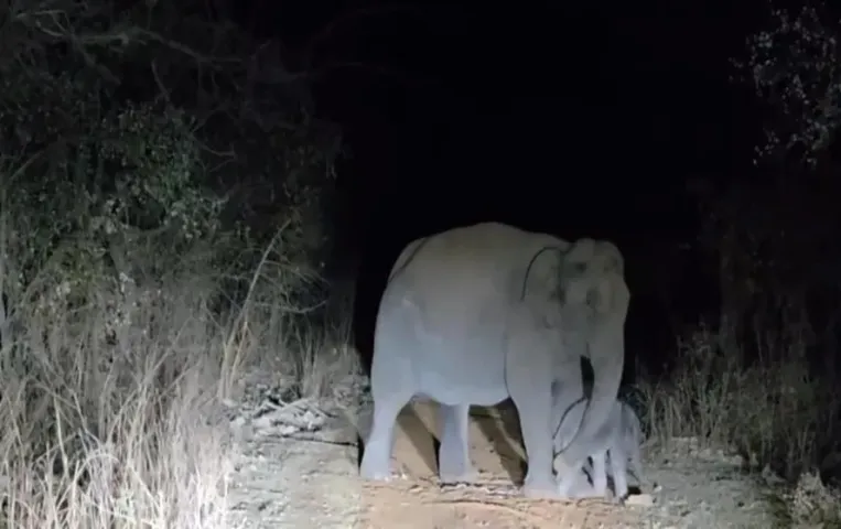 Madhav National Park Elephant Birth: माधव नेशनल पार्क में गूंजी किलकारी: हथिनी लक्ष्मी ने दिया नन्हे बच्चे को जन्म