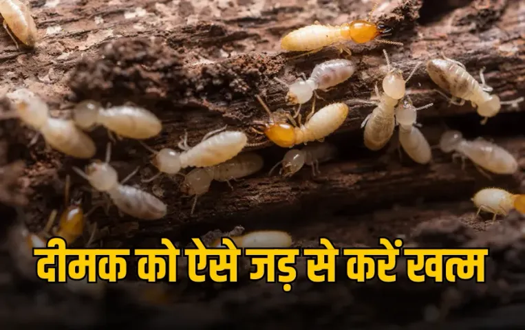 Termite Control Remedies: बारिश में दीमक से हैं परेशान? इन घरेलू उपायों से बचाएं महंगे फर्नीचर, जड़ से होगी खत्म