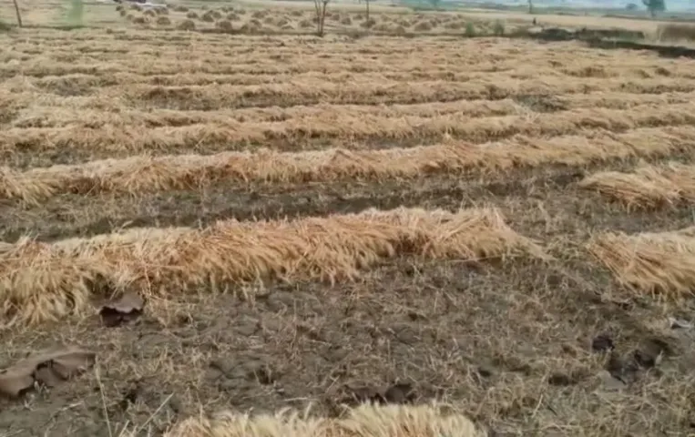 गोरखपुर में बेमौसम बारिश: गेहूं की फसल बर्बाद, किसानों की सरकार से मुआवजे की गुहार
