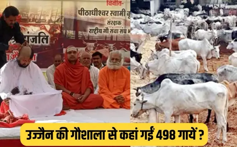 Ujjain Gaushala Cows Missing