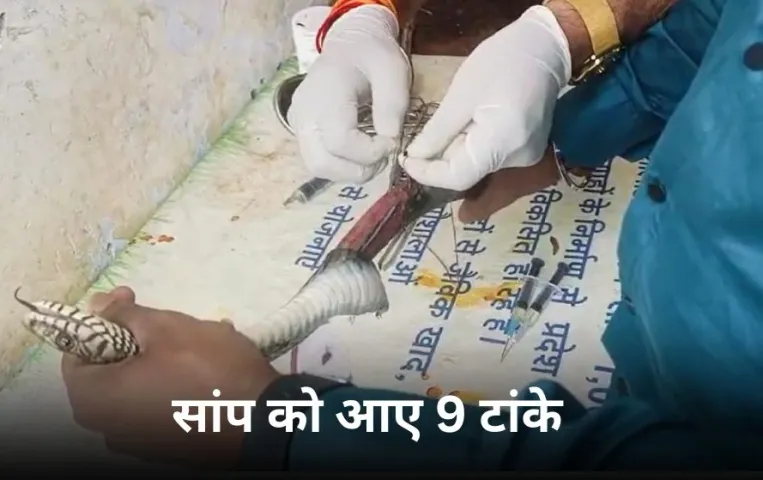 कुत्तों ने सांप का किया ये हाल: फिर डॉक्टरों ने दिखाया कमाल, एनेस्थीसिया देकर आधे घंटे चली सर्जरी, फिर जंगल में छोड़ा