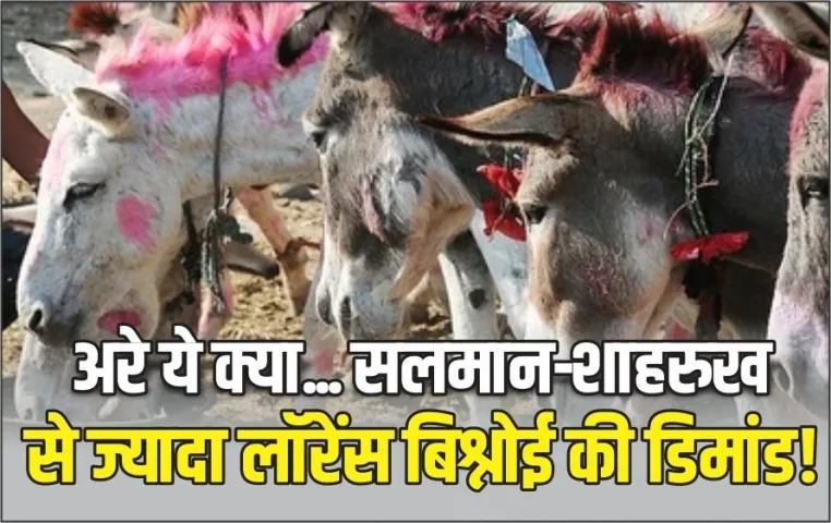 चित्रकूट में सजा गधों का मेला: सलमान-शाहरुख से आगे निकला लॉरेंस बिश्नोई, कीमत उड़ा देगी होश