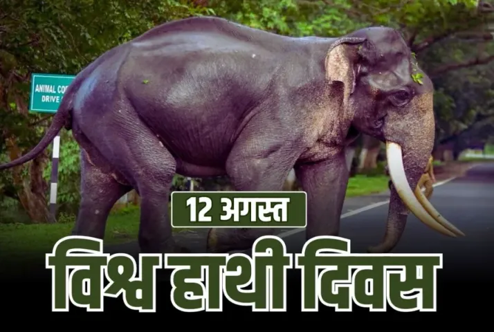 World Elephant Day 12 august